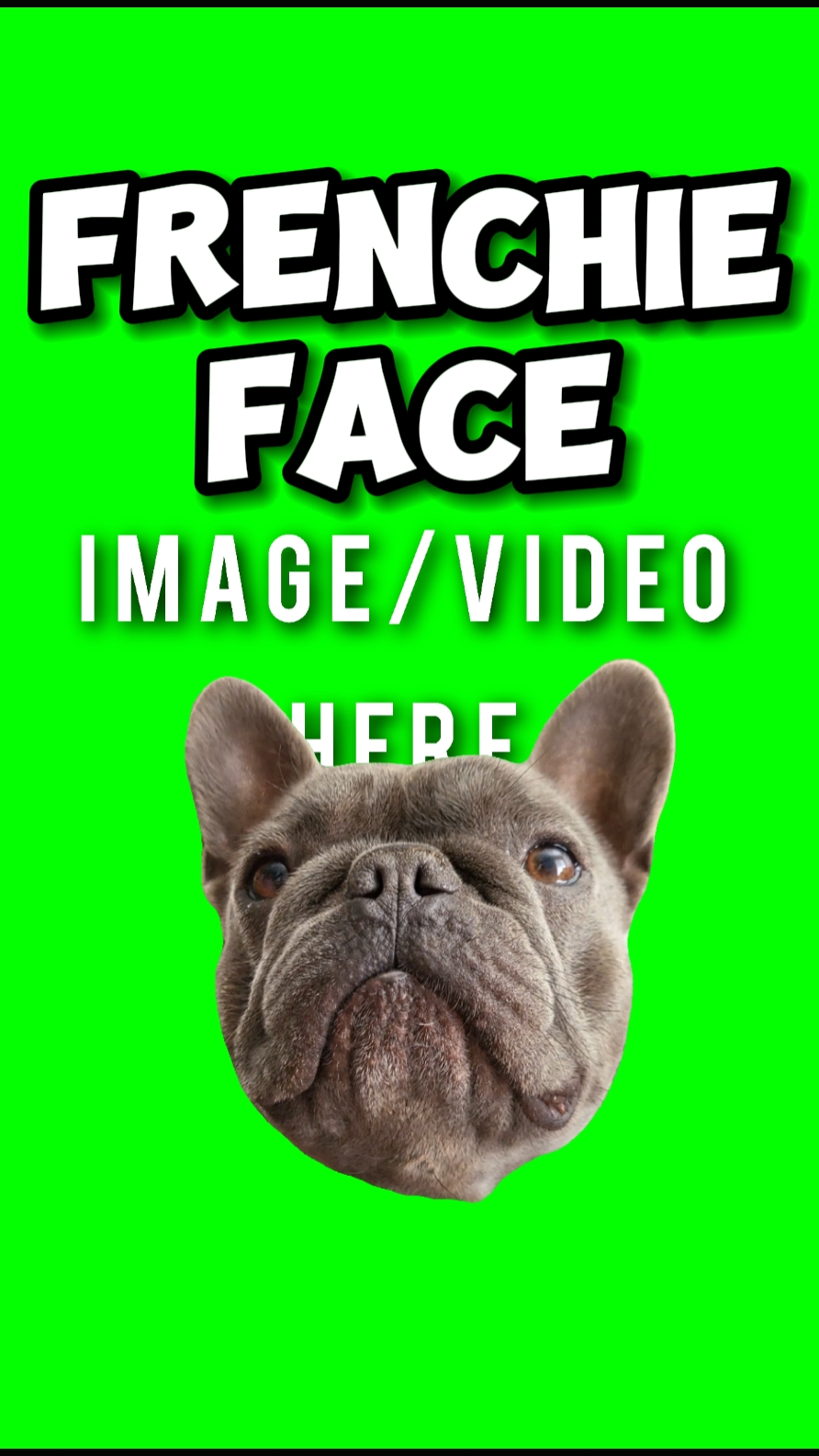Frenchie face