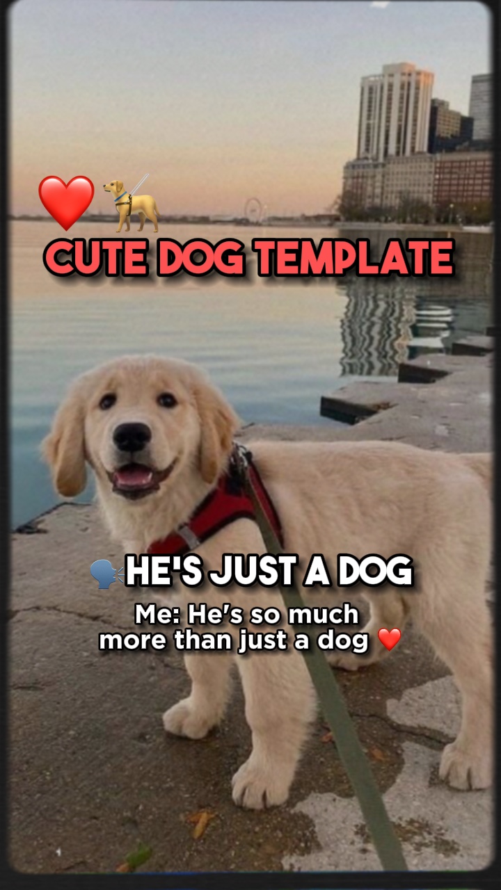 Lindo perro❤️🦮