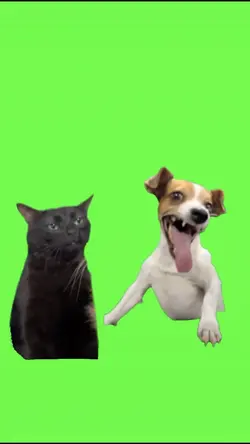 Dog and Cat