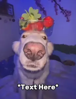 Strawberry dog meme 