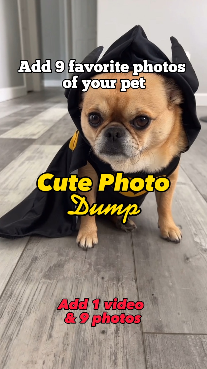 Foto-Dump