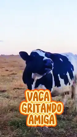vaca mumu gritando
