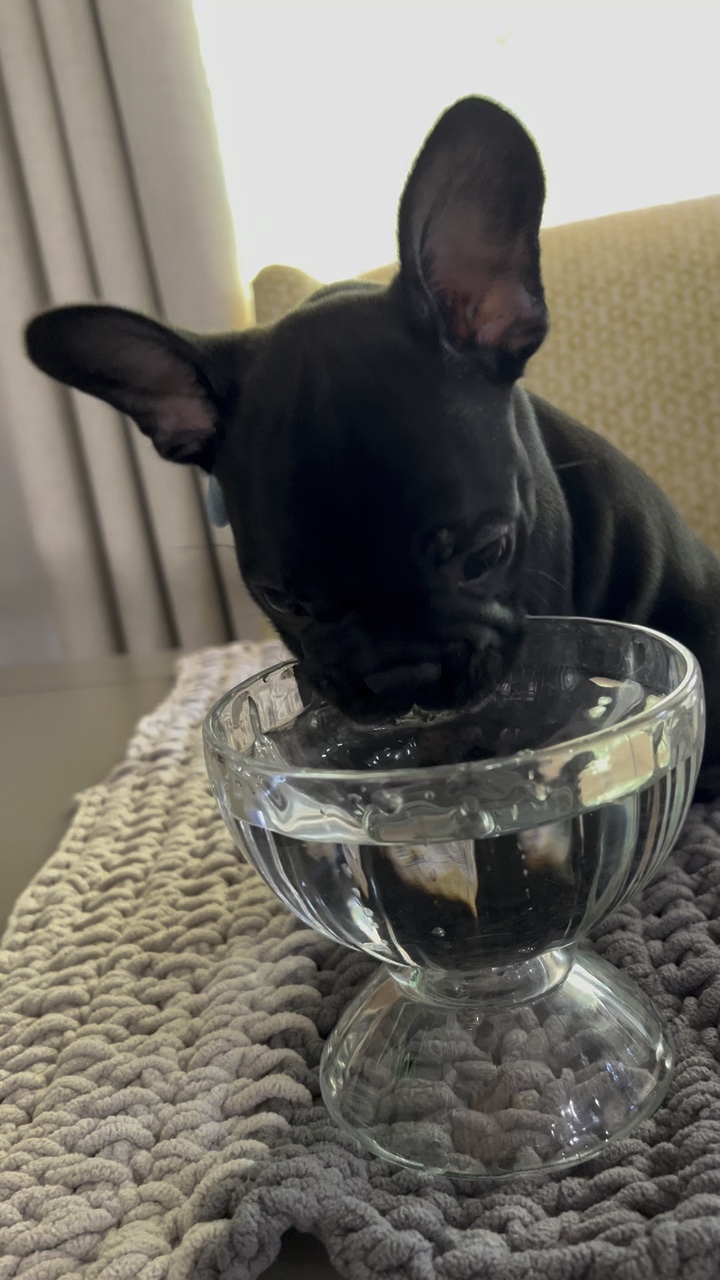 Vida de cachorro