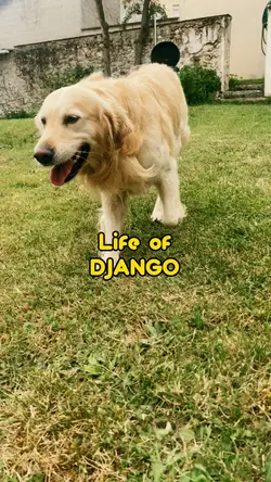Life of Django ๐ถ๐ฅฐ