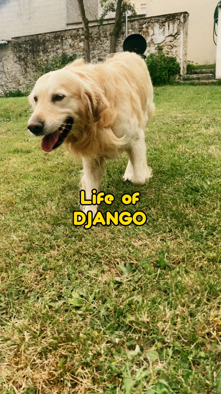 Life of Django 🐶🥰