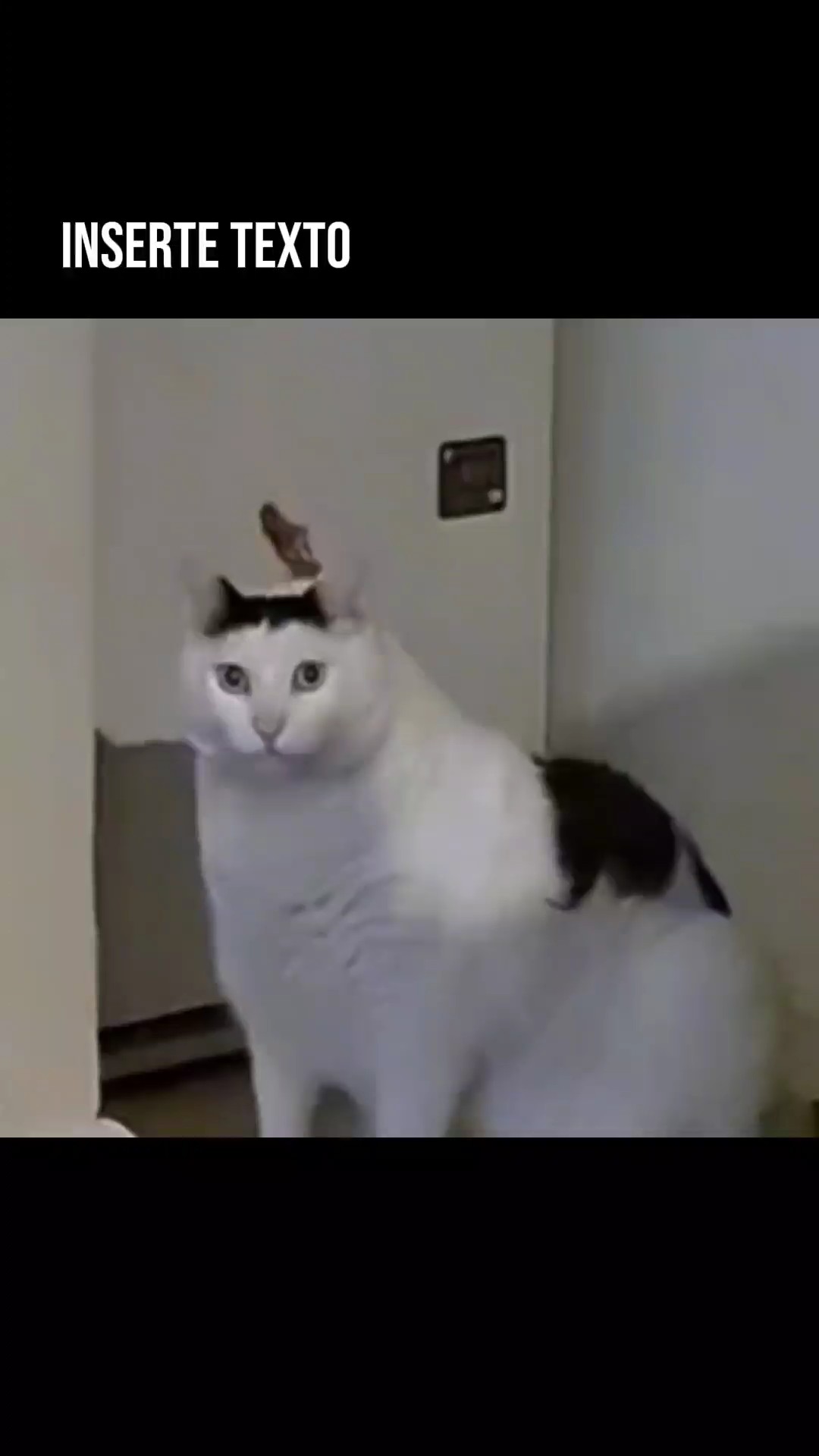 HUH CAT AN GOAT MEME