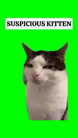 SUSPICIOUS KITTEN