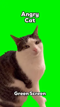 Angry Cat 