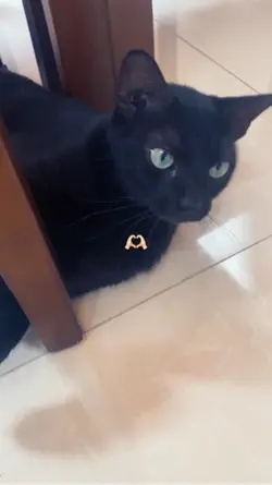 Cat🫶🏻