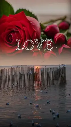 Canción Romántica ❤️
