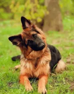 German shepherd 