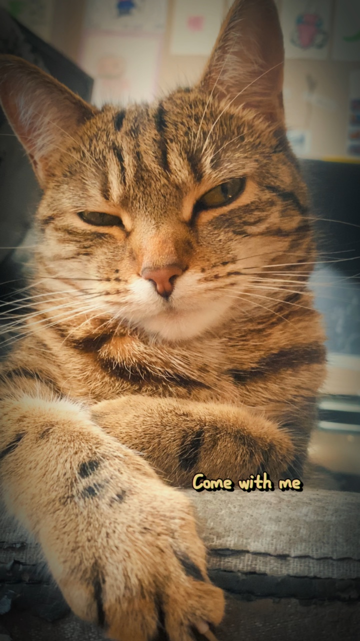 Suni Sunshine ile tanışın 😸
