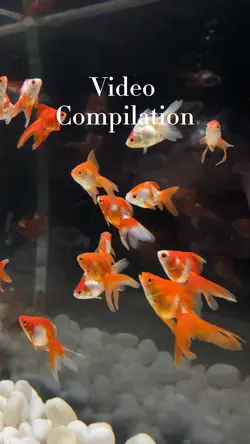 Video Compilation 