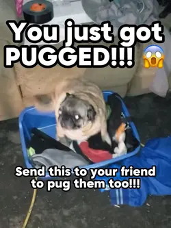 GET PUGGED!