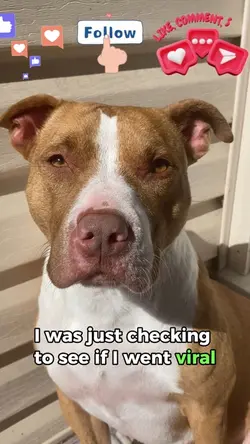 M’I viral yet? 🐶