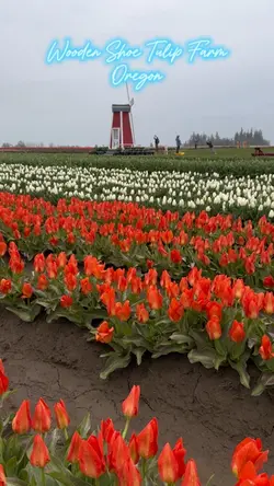 Wooden Shoe Tulip 