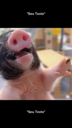 Porca Feliz
