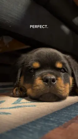 puppy.