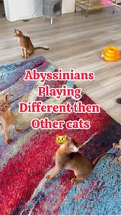 Abyssinian kittens 