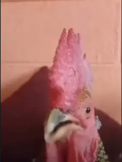 new chicken singer
