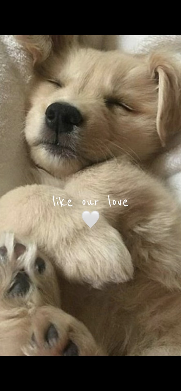 🐶