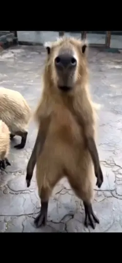 Capybara dancing