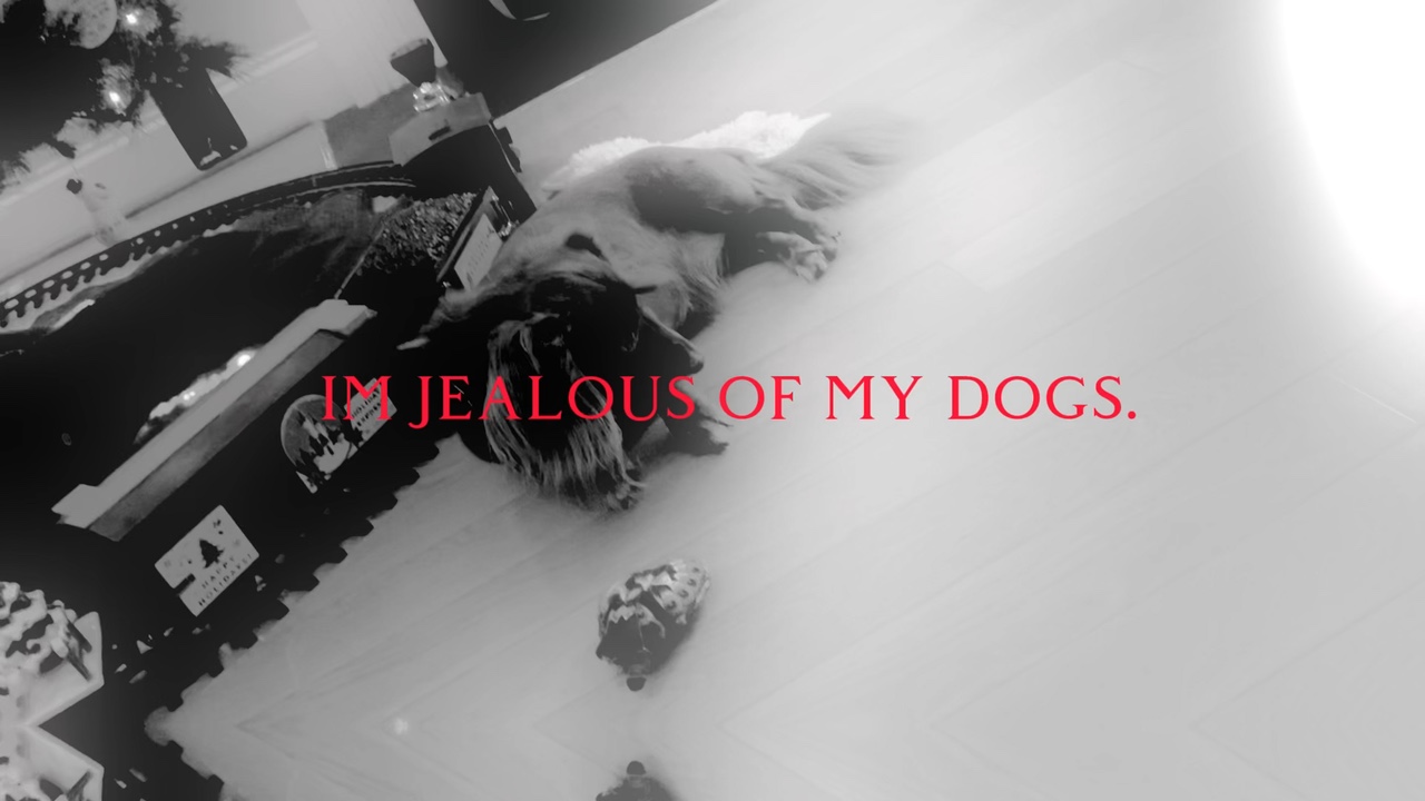 Jealous of my dogs.