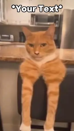 Cat Mewing Meme