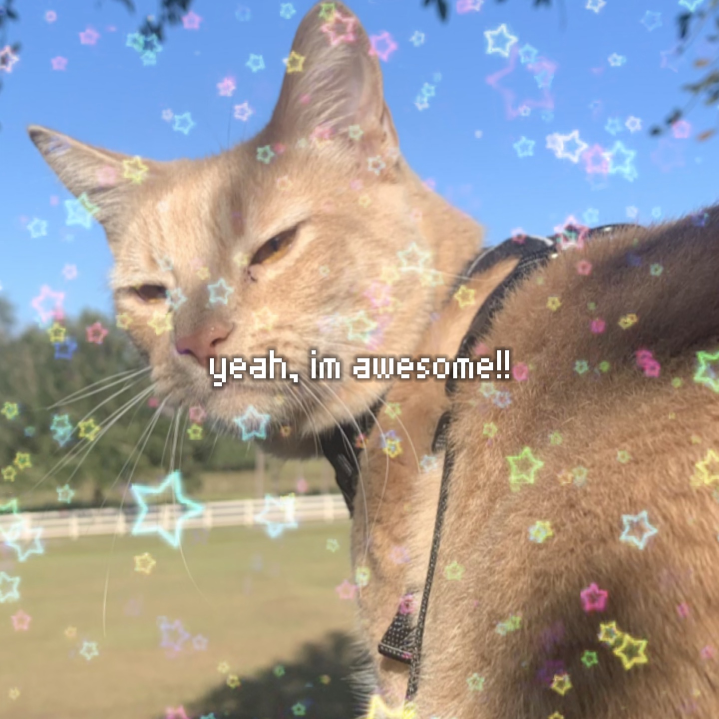 kitty ><