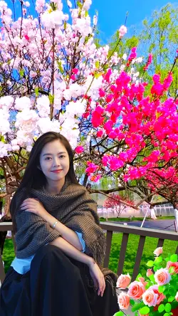 Blooming cherry