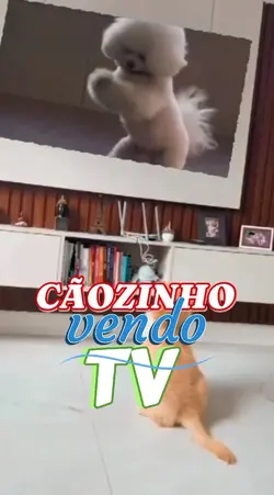 CÃOZINHO E A TV 