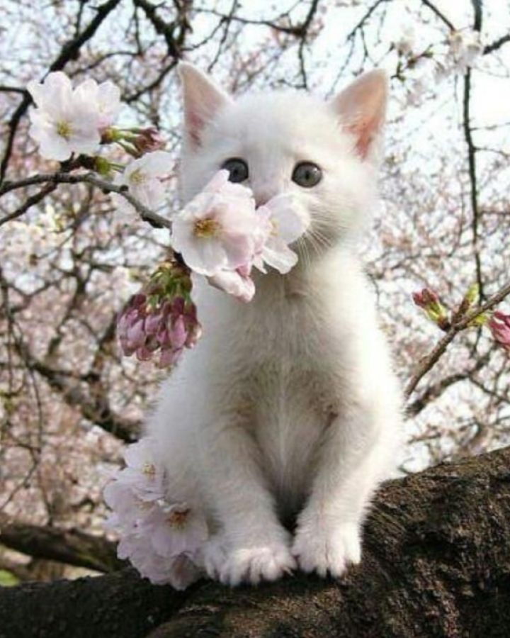 •Liberando esse duo•
