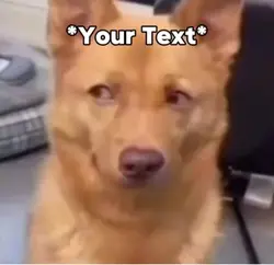 Stare Meme