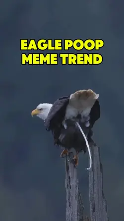 Eagle Poop Meme Tren