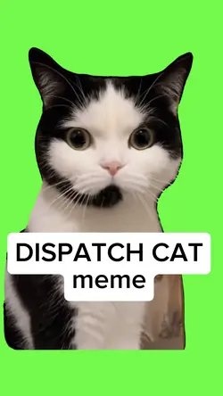 DISPATCH CAT meme 