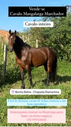 Cavalo
