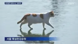 THERES A CAT WALKING