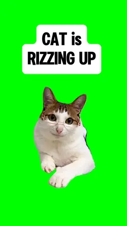 CAT RIZZING UP