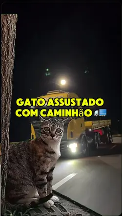 Gato assustado 