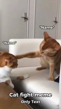 Cat fight meme