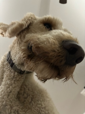 Emoções com meu cachorro