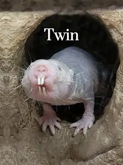 Rat Twin