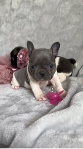 Cachorros