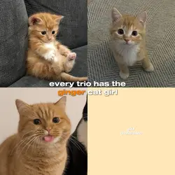cats trio