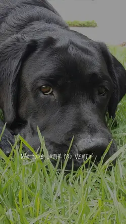 não pode fazer nada