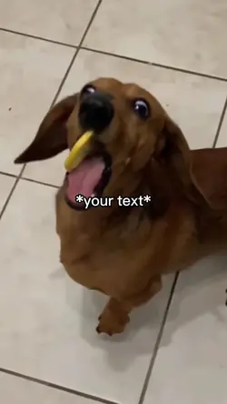 Dog eating lemon