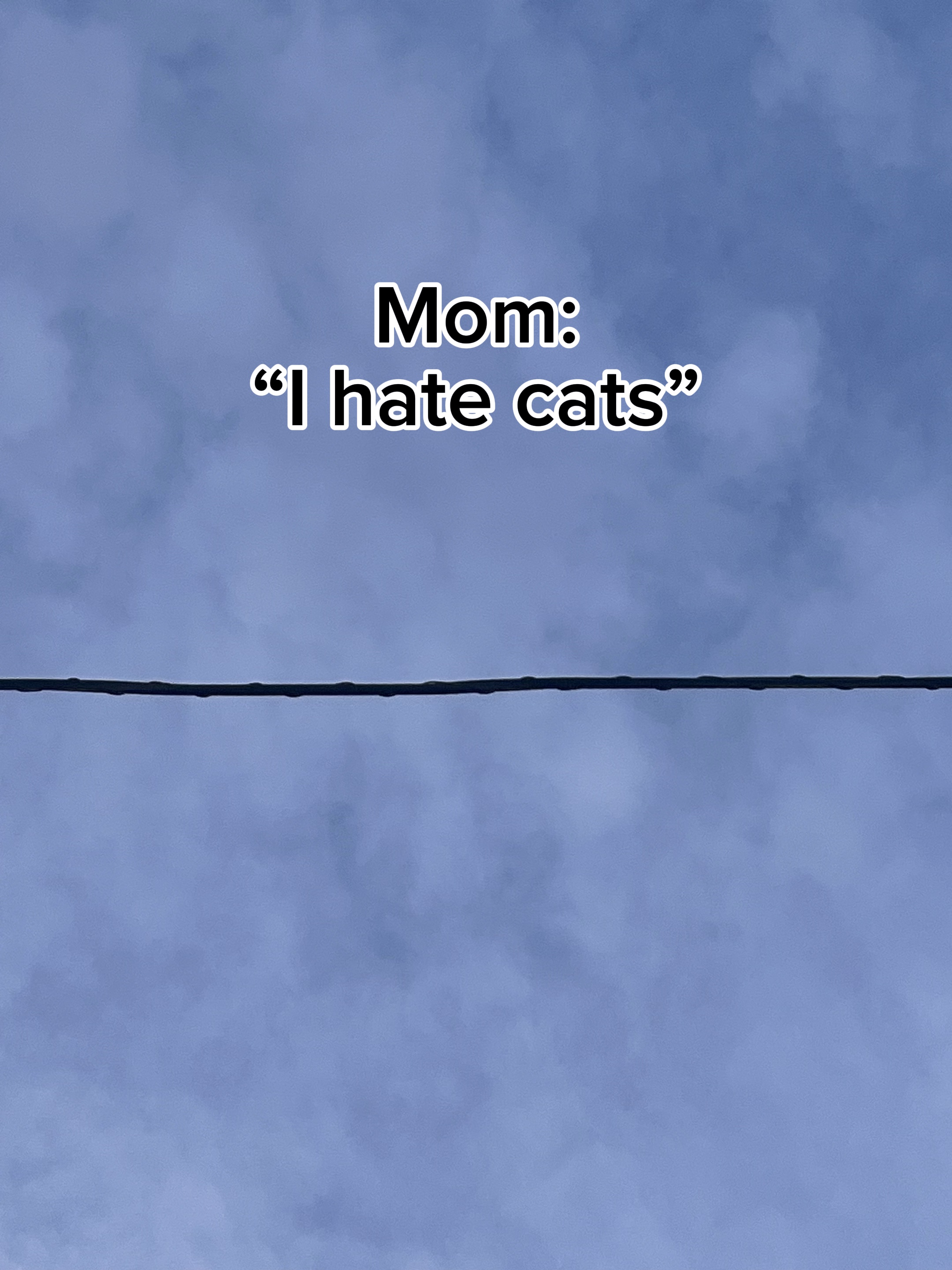 Ma used to hate cats