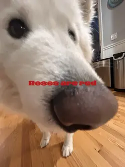 Roses are r3d 