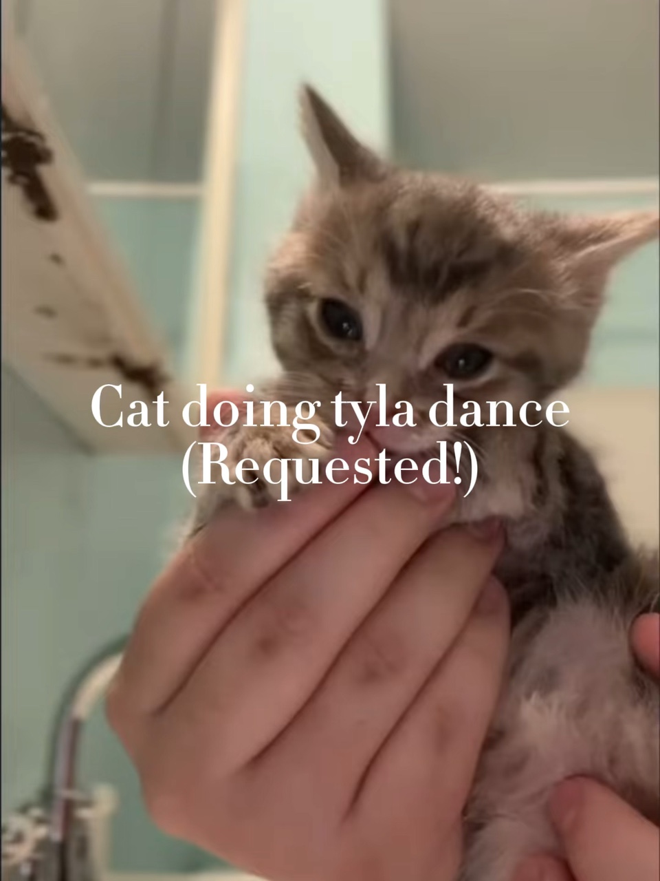 Cat doing tyla dance