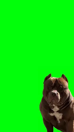 dog Pitbull 